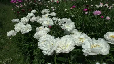 Photo of the bloom of Peony (Paeonia lactiflora 'Miss America') posted by  Vals_Garden - Garden.org