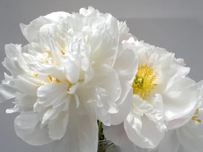 White peony, Paeonia lactiflora variety Miss America, flowers with a  background of blurred leaves and flowers Stock Photo - Alamy
