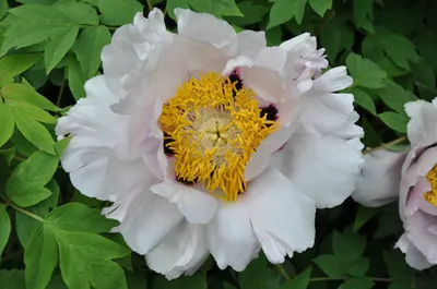Peony Miss America (Early) - Green Works - Specialist in Peonies