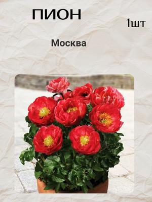 Пион молочноцветковый Москва ø14 h50 см по цене 1711 ₽/шт. купить в Москве  в интернет-магазине Леруа Мерлен