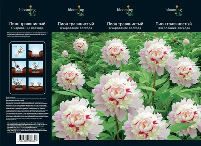 51 бело-розовый пион в букете за 55 990 руб. | Бесплатная доставка цветов  по Москве