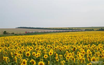 Фотоэнциклопедия железнодорожного транспорта. | Главная / ЖЕЛЕЗНЫЕ ДОРОГИ,  ЛИНИИ / АРХИВЫ ВИДОВЫХ И ПЕЙЗАЖНЫХ ФОТОГРАФИЙ / Поезд № 517 Анапа-Москва