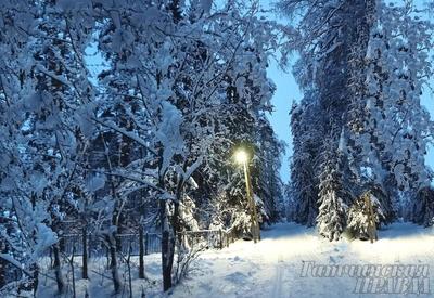 Погода в Москве и СПб сегодня, 19 января: прогноз на завтра, что со снегом