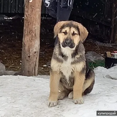 Щенки помесь овчарки с алабаем в Екатеринбурге