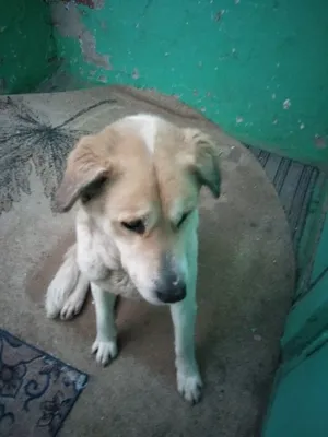 Продаю щенята смесь Хаски и Алабая: 7000 KGS ᐈ Собаки | Бишкек | 69256841 ➤  lalafo.kg
