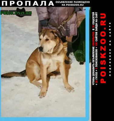 Пропала собака в СНТ Коковино, порода метис Алабая и немецкой овчарки,  зовут Дик | Pet911.ru
