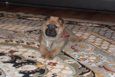Пропала собака в Перми, метис немецкой и кавказской овчарки | Pet911.ru
