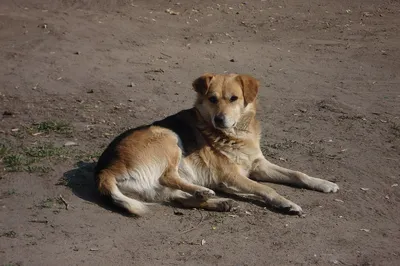 Пропала собака: Смесь дворняги и овчарки на ул. Титова, 68А, Досчатое |  Pet911.ru