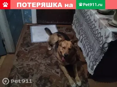 Отдам собаку в добрые руки. 7: 100 KGS ᐈ Собаки | Бишкек | 68165296 ➤  lalafo.kg