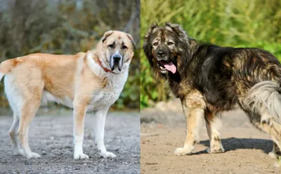 Собака помесь кавказца и немецкой …» — создано в Шедевруме