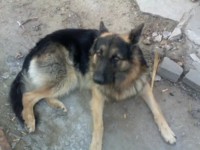 Пропала собака в Железнодорожном МО: помесь колли и кавказца, кличка Марс |  Pet911.ru