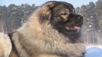Пропала собака в Волжском, 26 мкр, помесь овчарка и кавказца, кличка Грей!  | Pet911.ru
