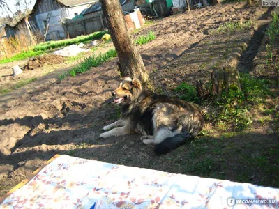 Пропала собака в Керчи, помесь кавказца | Pet911.ru