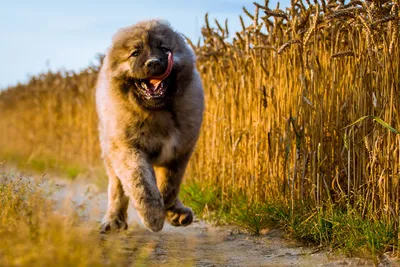 Собака найдена на Портовой 249, нужна помощь! | Pet911.ru