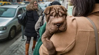Собаки бесплатно в добрые руки щенки купить в Саранске | Животные и  зоотовары | Авито