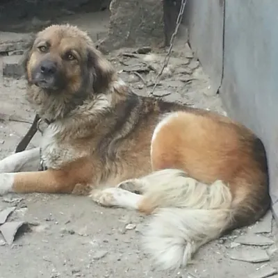 Собака найдена на Портовой 249, нужна помощь! | Pet911.ru
