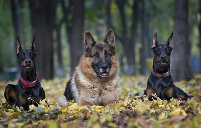 Пропала собака в Кемерово, помесь ротвейлера и дворняги, откликается на имя  Ричик | Pet911.ru