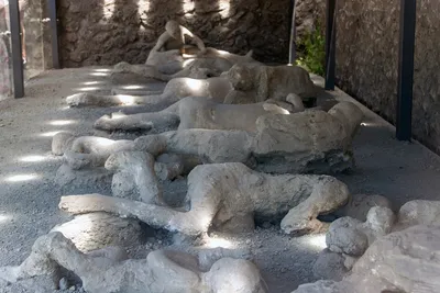 Сколько жителей выжило в трагедии Помпей и Геркуланума | ИстПросвет | Дзен