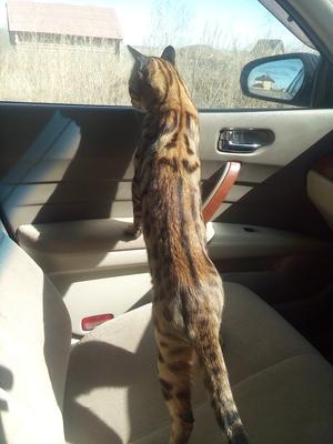 Челябинск!!! найден бенгальский кот. | Пикабу