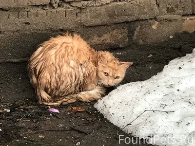 Пропала кошка на ул. Барбюса, 1, Челябинск | Pet911.ru