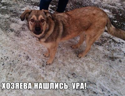 Пропала кошка Толик, Челябинск | Pet911.ru