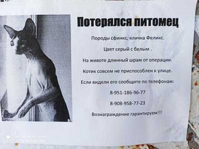 Найдена собака город Челябинск! | Пикабу