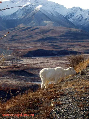 Ледник и красивая природа Аляски Стоковое Фото - изображение насчитывающей  избежание, шатер: 70517500