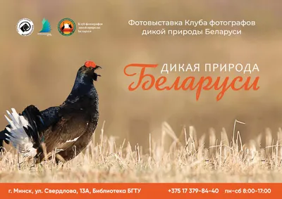 Красивая природа Беларуси - 74 фото
