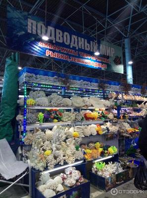 Птичий рынок в Москве фото фотографии