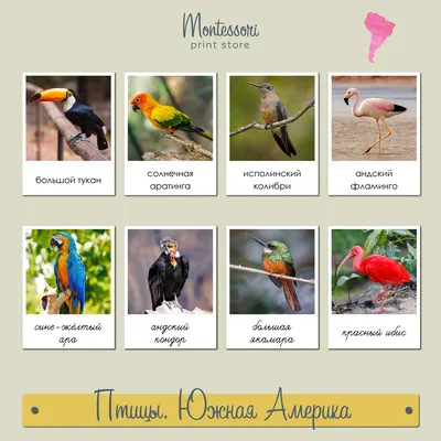 Птицы Южной Америки - карточки Монтессори купить и скачать