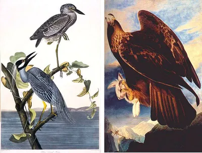 Птицы Америки: Как пойманные птицы помогают сохранению окружающей среды |  Пикабу