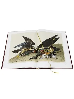 северные американские птицы установили мультипликационный персонаж 5  Иллюстрация вектора - иллюстрации насчитывающей вихрун, американская:  267382973