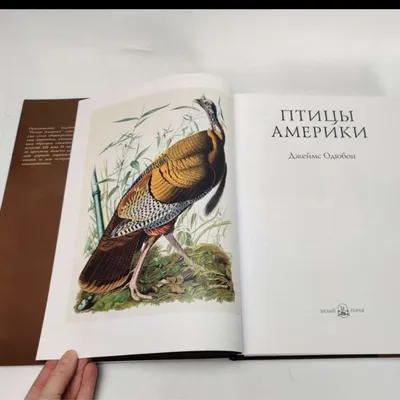 🐥🐦🐤🐧🦅 Птицы Америки книга, Джона…» — создано в Шедевруме