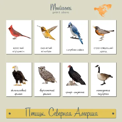 Птицы Северной Америки - карточки Монтессори купить и скачать