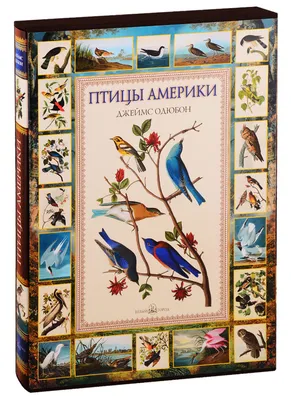Птицы Америки (коллекционное издание) Book-Berry 14306587 купить за 10 146  ₽ в интернет-магазине Wildberries