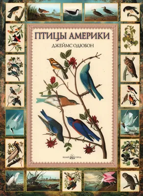 Книга \"Птицы Америки. Джеймс Одюбон\" - купить книгу в интернет-магазине  «Москва» ISBN: 5-7793-1179-3, 1117652
