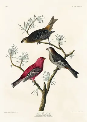 Птицы Америки из рисунков, сделанных в США - PICRYL Изображение в  общественном достоянии