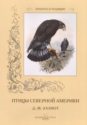 Книга Птицы Америки - купить в интернет-магазинах, цены на Мегамаркет |  00107014541