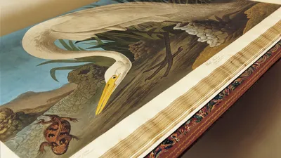 северные американские птицы установили мультипликационный персонаж 4  Иллюстрация вектора - иллюстрации насчитывающей крохаль, американская:  267382970