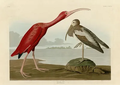 Все 435 иллюстраций знаменитых «Птиц Америки» Джона Одюбона доступны онлайн  | Arthive