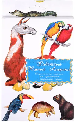 Птицы Северной Америки - американца Робин Стоковое Изображение -  изображение насчитывающей альбатроса, семья: 147880417