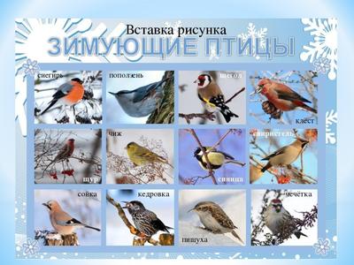 Птицы Челябинской области 2024 | ВКонтакте