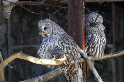 Челябинцы обнаружили десяток птиц в ловушках на пустыре | АиФ-Челябинск |  Дзен