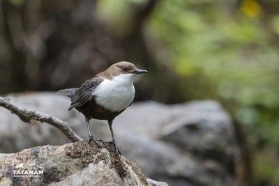 Национальный парк «Таганай» приглашает «подкормить птиц» | Свежие новости  Челябинска и области