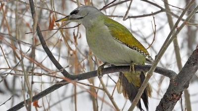 Обещанный пост про птиц | Пикабу