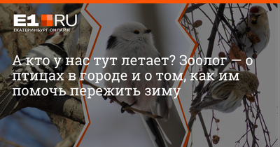 Лечение птиц в Екатеринбурге (@zoospec_vet) • Instagram photos and videos