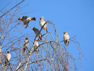 Зимующие птицы челябинской области - 73 фото
