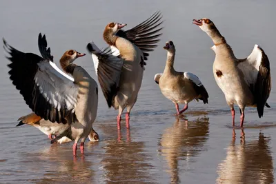 Загадочная гибель птиц в Германии - События в мире - Курс Украины