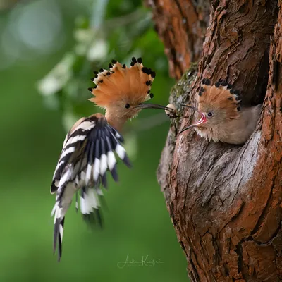 Птицы Германии: замечательные фотографии Анке Кнайфель. | Фотография  питомца, Птицы, Фотографии