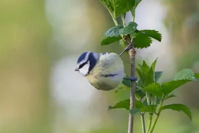Фантастические снимки птиц Германии от Анке Кнайфель - Zefirka